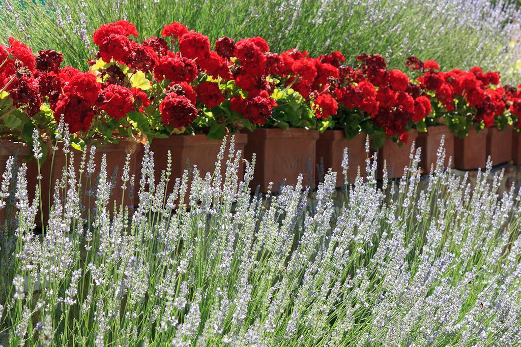 Agriturismo Cignan Rosso Villa Castellina in Chianti Buitenkant foto